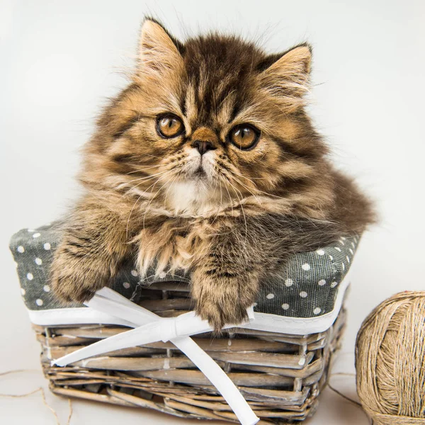 Beautiful Persian kitten cat marble color coat — Stock Photo, Image