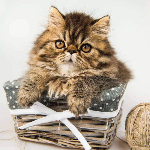 Schöne persische Kätzchen Katze Marmor Farbe Mantel — Stockfoto