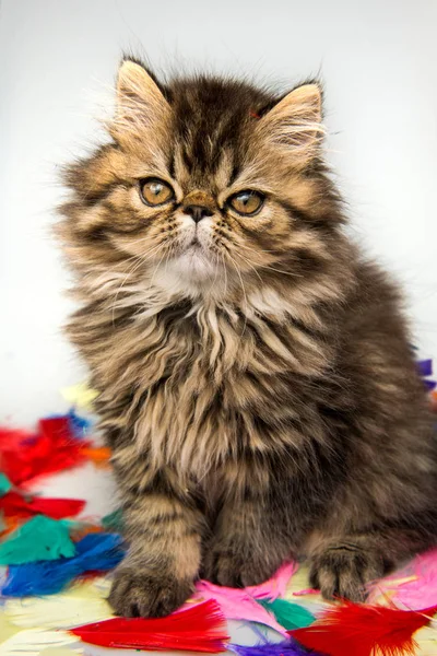 Beautiful Persian kitten cat marble color coat on white background — Stock Photo, Image