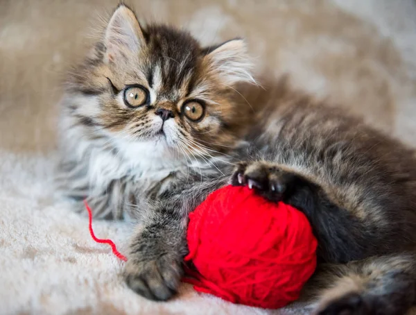 Beautiful Persian kitten cat is playing with red ball of knitting — Stock Photo, Image