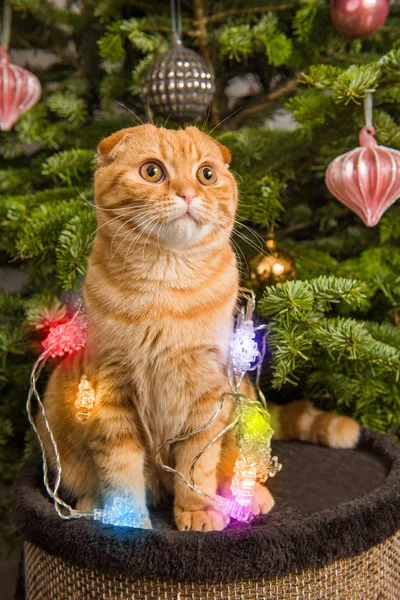 Linda Scottish Fold gato vermelho perto da árvore de Natal — Fotografia de Stock