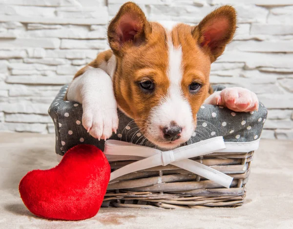 Funny Basenji puppy dog in the basket with red heart — Stock Photo, Image