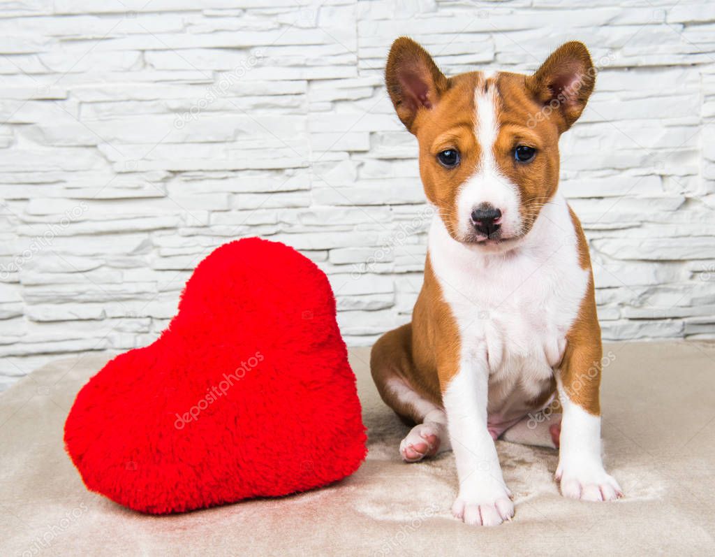 Funny Basenji puppy dog with red heart