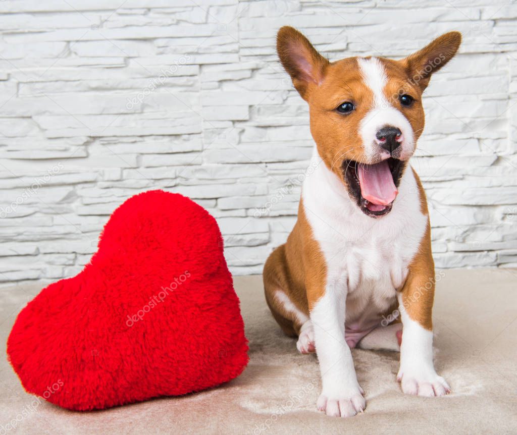 Funny Basenji puppy dog with red heart, dog is smiling