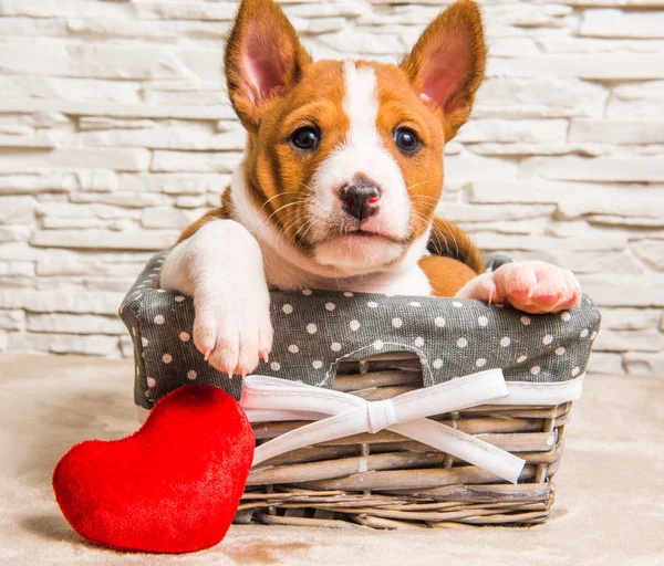 Piesek puppy podłość w koszu z czerwonym sercem — Zdjęcie stockowe