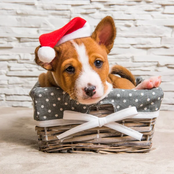 Grappige Basenji puppy hondje in Kerstman hoed in de mand — Stockfoto