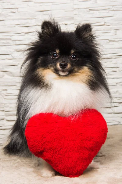 Pomeranian Spitz dog puppy with red heart — Stock Photo, Image