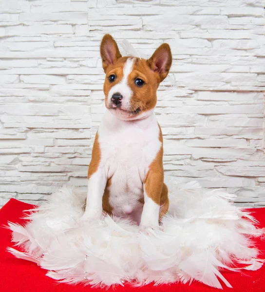 Divertido perro cachorro Basenji está sentado en plumas blancas —  Fotos de Stock