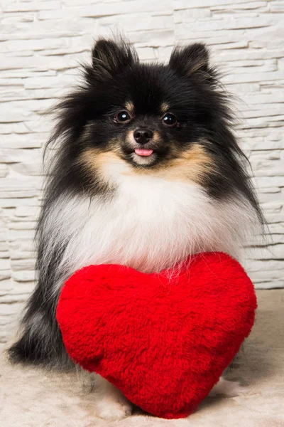 Pomeranian Spitz dog puppy with red heart — Stock Photo, Image
