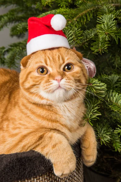 Linda Scottish Fold gato vermelho em santa chapéu perto da árvore de Natal — Fotografia de Stock