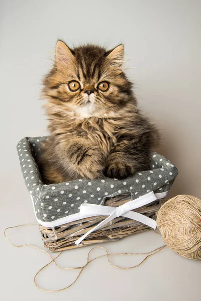 Schöne persische Kätzchen Katze Marmor Farbe Mantel — Stockfoto