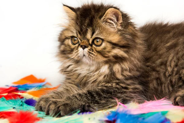 Beautiful Persian kitten cat marble color coat on white background — Stock Photo, Image