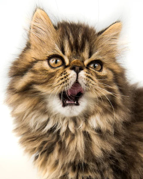 Piękny kociak Perski kot morda. Kot mówi teraz meow — Zdjęcie stockowe