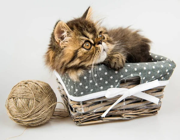 Schöne persische Kätzchen Katze Marmor Farbe Mantel — Stockfoto