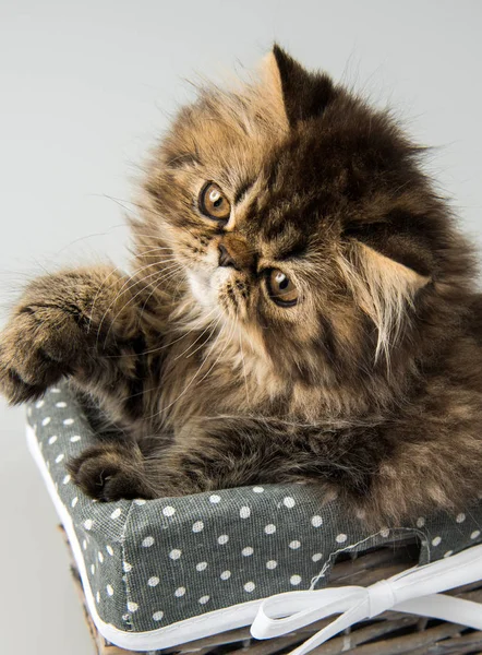 Schöne persische Kätzchen Katze Marmor Farbe Mantel — Stockfoto