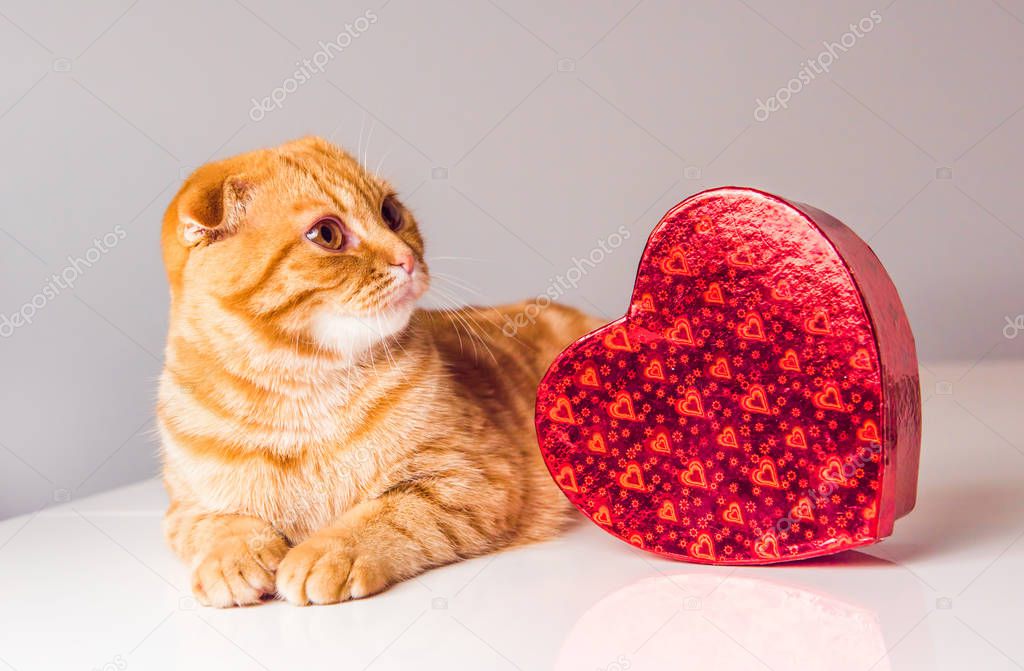 Scottish Fold red cat with red heart box
