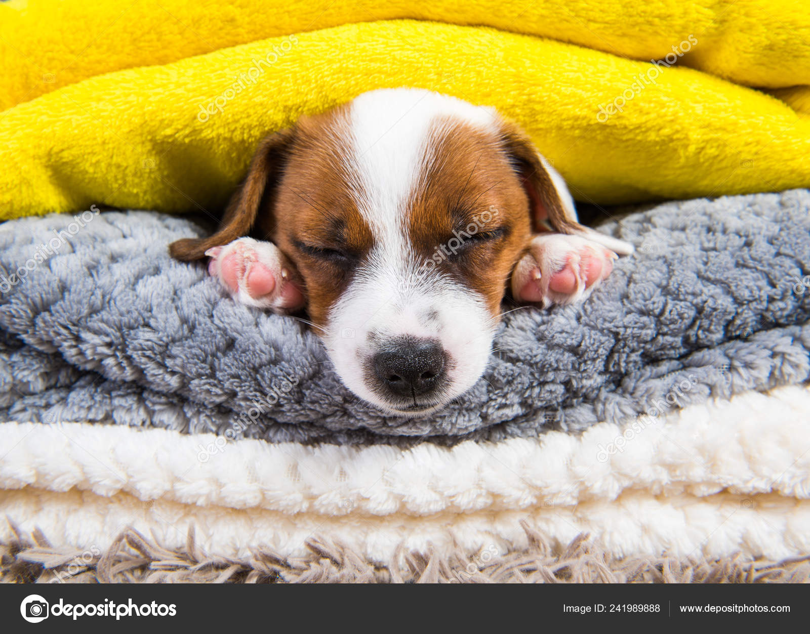 Why do jack russells like to sleep under the covers cheap