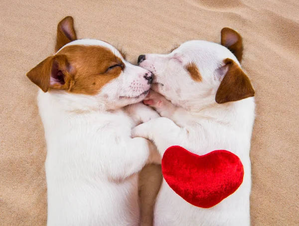 Dois cachorros Jack Russell Terrier cães na areia com coração vermelho . — Fotografia de Stock