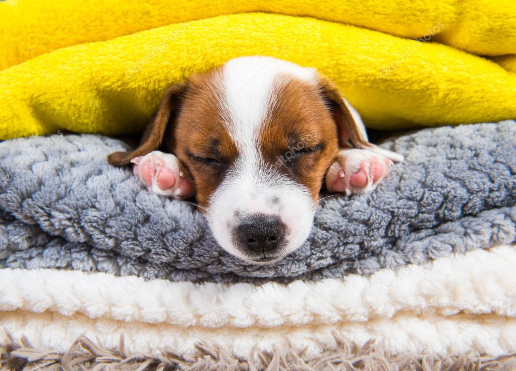 Jack Russell Terrier puppy dog is sleeping under the blanket in bed.