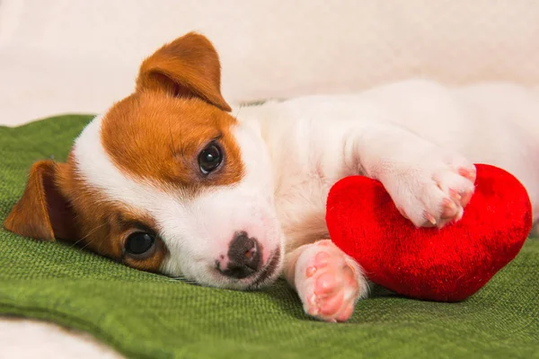 Cão de cachorro engraçado Basenji com coração vermelho — Fotografia de Stock