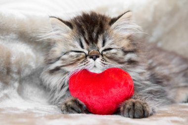 Komik Farsça kedi kedi kırmızı kalp ile uyku