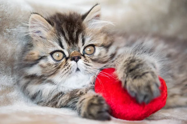 Beautiful Persian kitten cat with red heart — Stock Photo, Image