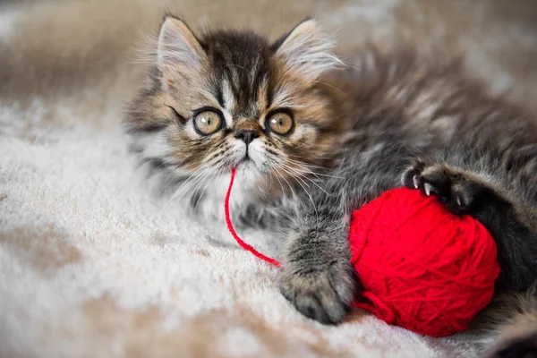 Vackra Persiska kattunge katt marmor färg coat — Stockfoto