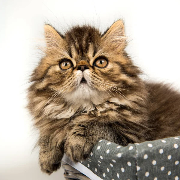 Beautiful Persian kitten cat marble color coat — Stock Photo, Image