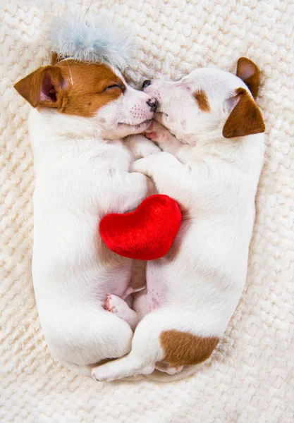 Dos cachorros Jack Russell Terrier perros en el fondo blanco con corazón rojo . — Foto de Stock