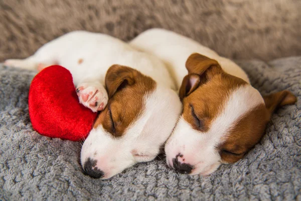 Två valpar Jack Russell Terrier hundar på den grå bakgrunden med rött hjärta. — Stockfoto