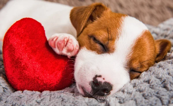 Jack Russell Terrier Cachorro Perro Están Mintiendo Como Ángel Con —  Fotos de Stock