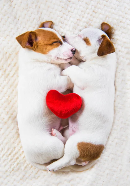 Casal Dois Filhotes Engraçados Apaixonados Jack Russell Terrier Cães Estão — Fotografia de Stock