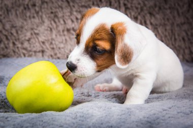 Komik Jack Russell Terrier köpek yavrusu sarı elmayla yatıyor..