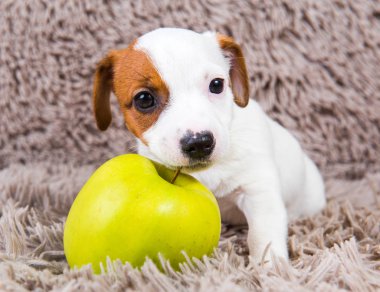 Komik Jack Russell Terrier köpek yavrusu sarı elmayla yatıyor..