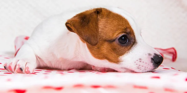 Divertente Femmina Jack Russell Terrier Cane Cucciolo Con Pois Sciarpa — Foto Stock
