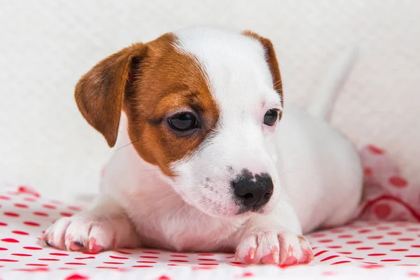 Engraçado Fêmea Jack Russell Terrier Cachorro Cão Com Bolinhas Lenço — Fotografia de Stock