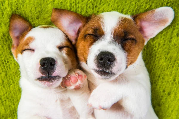 Pareja Dos Divertidos Cachorros Enamorados Jack Russell Terrier Perros Están —  Fotos de Stock