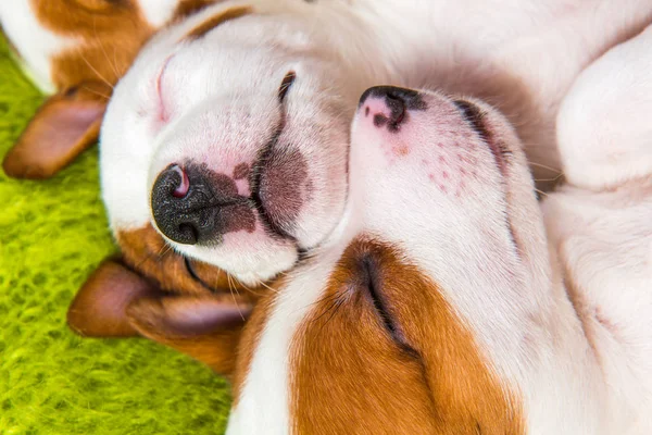 Pareja Dos Divertidos Cachorros Enamorados Jack Russell Terrier Perros Están —  Fotos de Stock