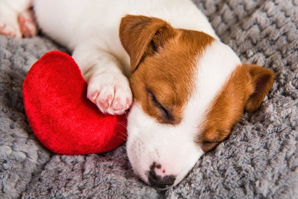 Jack Russell Terrier Hundvalp Ljuger Som Ängel Med Rött Hjärta — Stockfoto