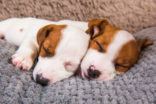 Två Roliga Valpar Kärlek Jack Russell Terrier Hundar Liggande Tätt — Stockfoto