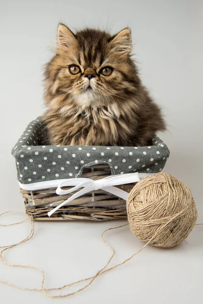 Lustiges Persisches Kätzchen Katzenmarmor Fell Spielt Mit Strickfaden Korb Drei — Stockfoto