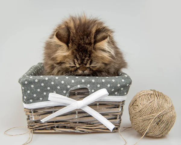 Lustiges Persisches Kätzchen Katzenmarmor Fell Spielt Mit Strickfaden Korb Drei — Stockfoto