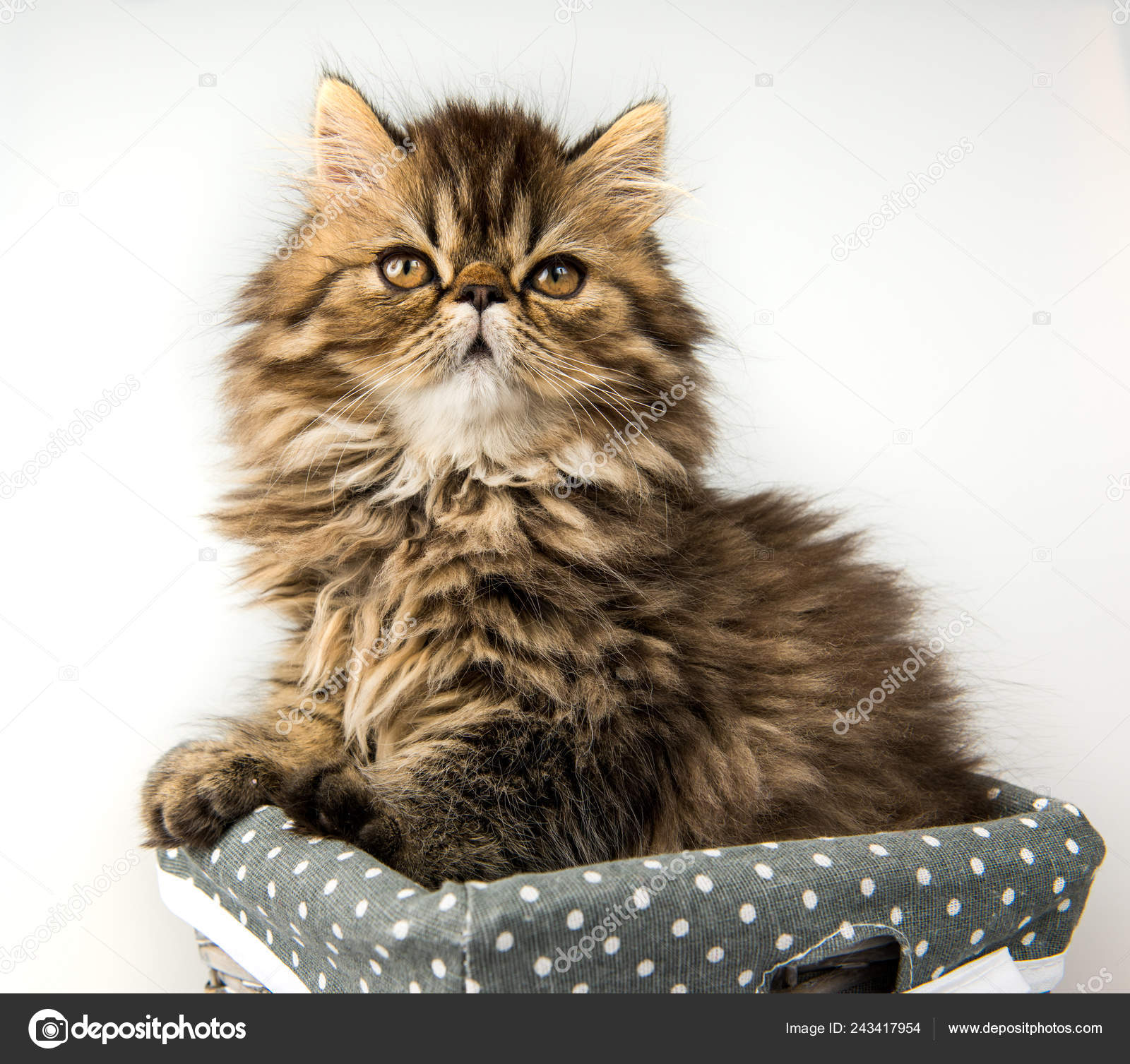 Scarica Gratis Images Pelage Couleur Marbre Chat Petit Chaton Persan Drole Dans Panier dernière salutations