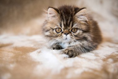 Komik şirin Farsça yavru kedi kedi mermer renk ceket oynuyor beyaz tüy ile oynuyor.
