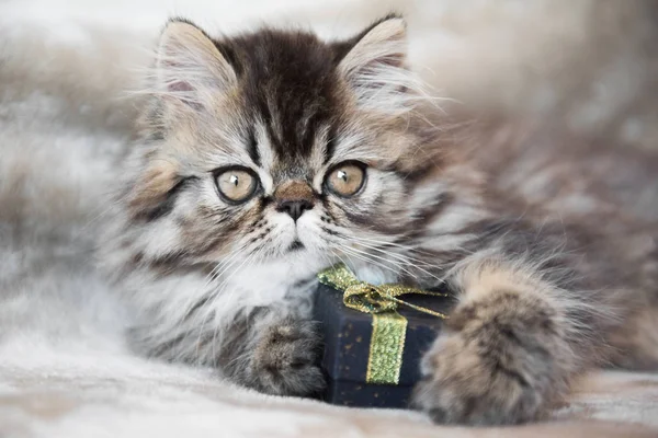 Beautiful Persian Kitten Cat Marble Color Coat Small Gift Box — Stock Photo, Image