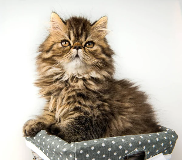 Malé Legrační Perské Kotě Kočka Mramorová Barva Srsti Koši Tři — Stock fotografie