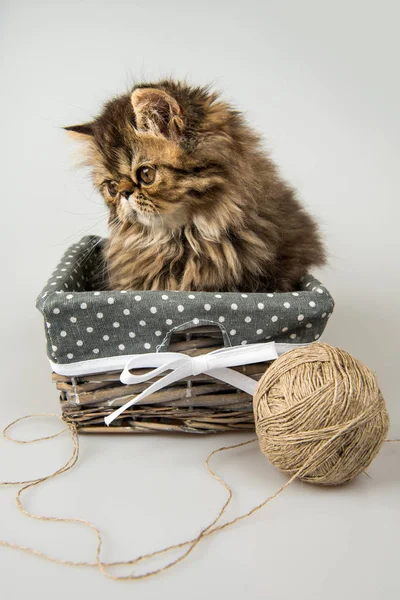 Schöne Perserkatze spielt mit Strickfaden — Stockfoto