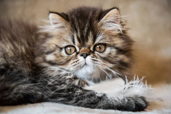 Schöne persische Kätzchen Katze Marmor Farbe Fell spielt mit weißen Federn — Stockfoto
