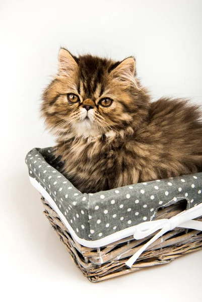 Schöne persische Katzenkätzchen im Korb an Feiertagen — Stockfoto
