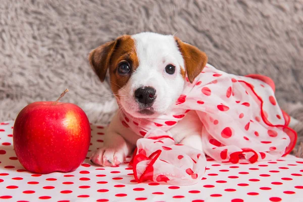 Jack Russell Terrier puppy dog with red apple